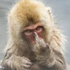 Chú khỉ tỏ ra khó chịu với sự có mặt của những vị khách. (Nguồn: Daily Mail)