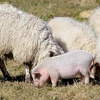 Sức khỏe của con lợn vẫn hoàn toàn bình thường. (Nguồn: Daily Mail)