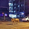 Con sư tử đi trên phố. (Nguồn: Caters News)