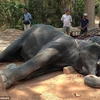 Con voi nằm vật bên đường. (Nguồn: Daily Mail)