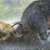 Con bò tót sử dụng cặp sừng to khỏe của mình để húc tung một chú sư tử. (Nguồn: Caters News Agency)