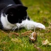 Chú chuột lăn lộn trên mặt đất trước khi bị con mèo xơi tái. (Nguồn: Daily Mail)