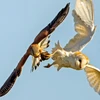 Một con chim ưng nhỏ cố cướp thức ăn từ chân của cú mèo ở Wroxham, Broads Norfolk, Anh. (Nguồn: SWNS)