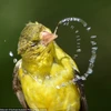 Con chim sẻ cánh vàng với khoảnh khắc thú vị