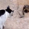 Con mèo cố tấn công chú rắn. (Nguồn: Daily Mail)