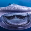 Nhiếp ảnh gia dưới nước Markus Roth ghi lại chiếc miệng đáng yêu của con cá mập voi ở Triton Bay, Indonesia. (Nguồn: Caters)