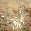 Cá chết nhiều trên sông Bưởi. (Ảnh: Trịnh Duy Hưng/TTXVN)
