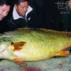 Con cá trên là loài Bahaba taipingensis (thường được gọi là Hoàng Thần Ngư hay cá môi vàng). (Nguồn: CCTV)