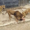 Người đàn ông bị con sư tử tấn công. (Nguồn: Daily Mail)