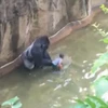 Con khỉ đột lôi bé trai trong chuồng. (Nguồn: Daily Mail)
