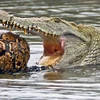 Một con cá sấu lao tới để tấn công chú rùa. (Nguồn: Caters News Agency)