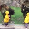 Cậu bé giật mình khi thấy con sư tử lao tới gần. (Nguồn: Daily Mail)