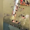 Những tay đua cố bám vào thuyền sau khi thuyền bị lật. (Nguồn: CCTV)