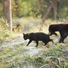 Chú gấu Ka Wao và mèo George chơi với nhau rất thân. (Nguồn: Caters News Agency)