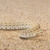 Loài rắn này còn biết sử dụng đuôi giả làm côn trùng để đánh lừa đối phương. (Nguồn: Caters News Agency)