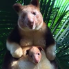 Đây là chú chuột túi cây đầu tiên được sinh ra trong điều kiện nuôi nhốt trong 36 năm qua ở vườn thú Perth. (Nguồn: Perth Zoo)