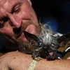 Sweepee Rambo là con chó lai giữa Chinese Crested và Chihuahua. (Nguồn: ​Getty)