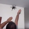 Người đàn ông cố bắt con nhện. (Nguồn: The Sun)