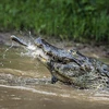 Chú cá sấu đã xơi tái cả hai con mồi. (Nguồn: Caters News Agency)