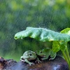 Hai chú ếch xanh trú mưa. (Nguồn: Daily Mail)