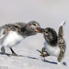 Hai chú chim con háu ăn không chịu nhường nhau. (Nguồn: Caters News Agency)