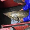 Một chuyên gia về thủy sản cho biết, con cá trên có thể lai giữa con cá tầm Kaluga và một loài không xác định. (Nguồn: Daily Mail)