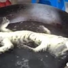 Con cá sấu Dương Tử bị luộc trong chảo. (Nguồn: WeChat)
