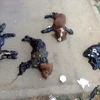 Bốn chú chó bị đổ nhựa đường lên người. (Nguồn: CEN)