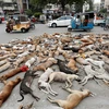 Xác của các chú chó nằm la liệt trên đường. (Nguồn: Reuters)