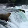 Gấu con bị dòng nước dữ cuốn đi. (Nguồn: Facebook)