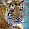 Chú hổ Laziz sẽ được chuyển tới Khu bảo tồn động vật hoang dã ở Nam Phi. (Nguồn: Daily Mail)