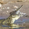 Con chim bồ câu đáng thương nằm gọn trong hàm răng sắc nhọn của cá sấu. (Nguồn: Caters News Agency)
