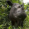 Một cá thể tê giác Sumatra. (Nguồn: wwf.panda.org)