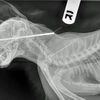 Chú mèo bị chiếc phi tiêu đâm xuyên qua não. (Nguồn: Caters News)