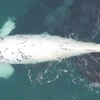 Con cá voi bạch tạng. (Nguồn: newatlas.com)