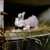 Lông của những con thỏ sẽ được dùng làm áo len, tất và khăn quàng cổ. (Nguồn: Getty)