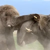 Hai con voi dùng vòi để khống chế đối phương. (Nguồn: Caters News Agency)
