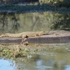 Con cá sấu sông Nile nhỏ trườn lên lưng hà mã để thư giãn vì nó nghĩ rằng đó là tảng đá. (Nguồn: Caters News Agency)