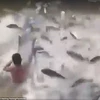 Ngư dân bất lực khi thấy cảnh hàng nghìn con cá "nổi điên"