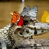 Cowan đã thấy những con bướm đậu lên đầu một chú cá sấu Caiman. (Nguồn: Caters News Agency)