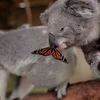 [Video] “Tình bạn” đặc biệt giữa chú gấu túi và con bướm