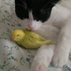 Ngỡ ngàng với tình bạn đặc biệt giữa mèo và chim yến phụng