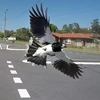 Một con chim ác là. (Nguồn: abc.net.au)