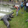 Năm người đàn ông to khỏe phải hợp sức để khống chế con cá sấu khổng lồ. (Nguồn: Daily Mail)