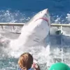 Thợ lặn phát hoảng khi thấy cá mập "nổi điên" lao vào lồng sắt