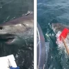 Ngư dân nhanh trí dùng chổi để đuổi con cá mập trắng hung dữ