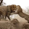 [Video] Con sư tử hung dữ "phá bĩnh" giấc ngủ của chú báo 