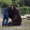 [Video] Gấu nâu ôm chặt người bạn ở trung tâm cứu hộ không rời