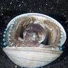Con bạch tuộc trốn trong một cái vỏ ngao. (Nguồn: Caters News)