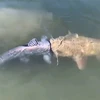 Cuộc chiến giữa hai con cá da trơn. (Nguồn: Liveleak)